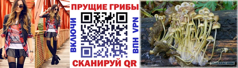 Псилоцибиновые грибы Psilocybe  Калининск 